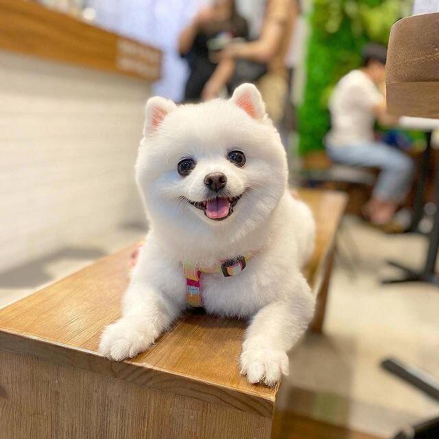 A small white dog on a wooden table