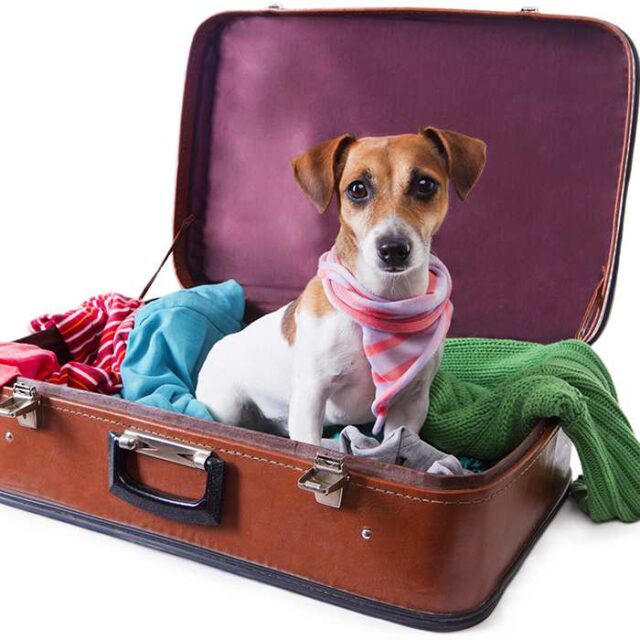 A dog sitting in a suitcase with cloths