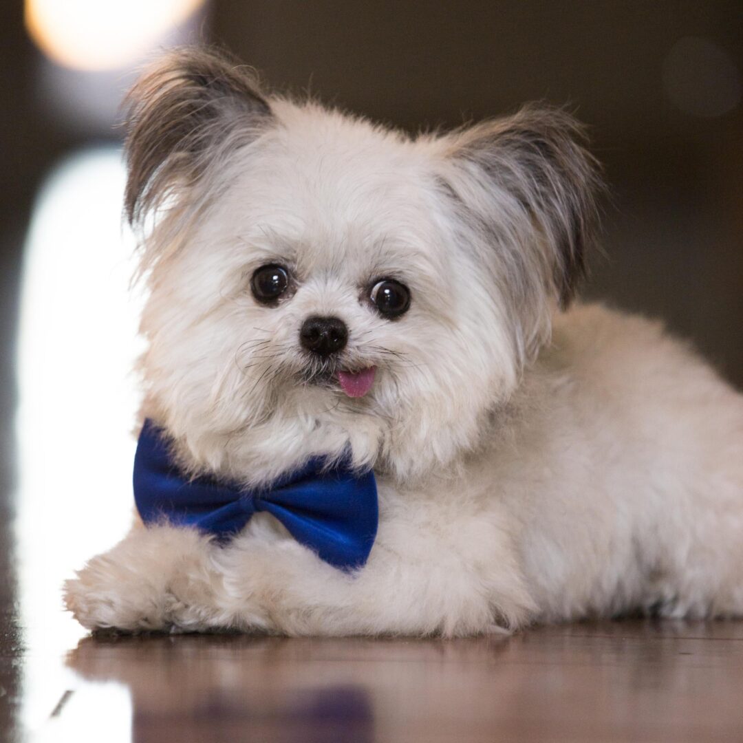 A closeup look of a small dog wearing a blue bow