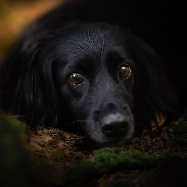 A closeup look of a black dog on the floor