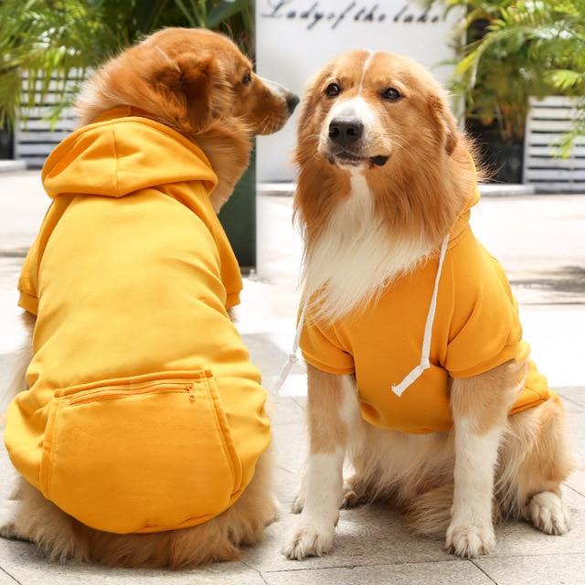Two dogs wearing yellow hoodies and sitting